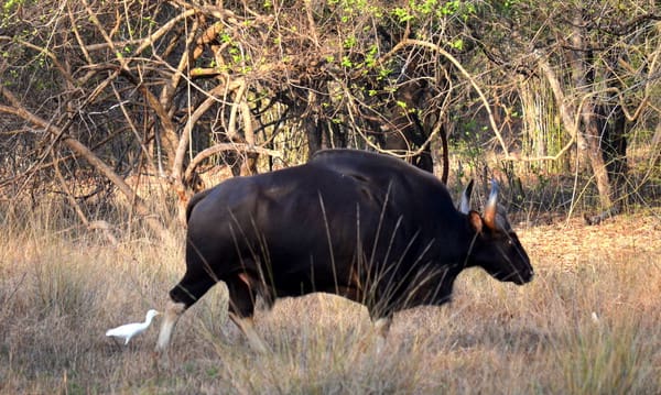 tadoba-national-park