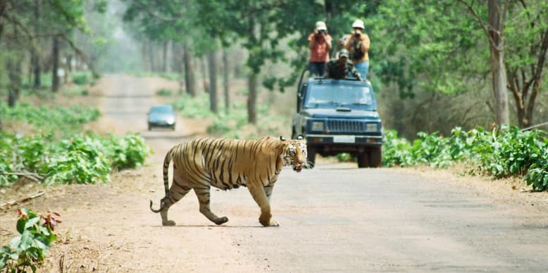 tadoba-national-park