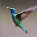 Until Next Spring: A Loving Goodbye to the Hummingbirds