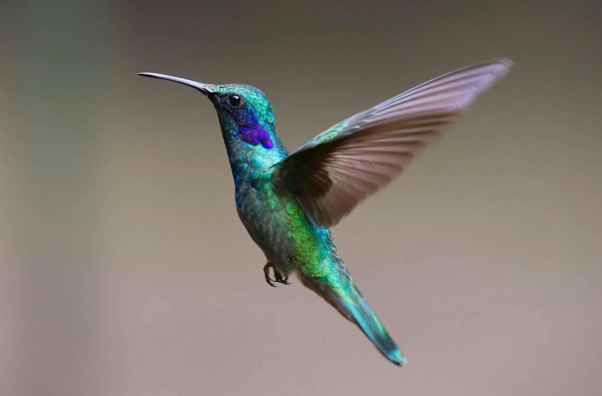 Until Next Spring: A Loving Goodbye to the Hummingbirds