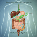 Beyond the Gallbladder: Understanding the Critical Role of Bile in Human Digestion